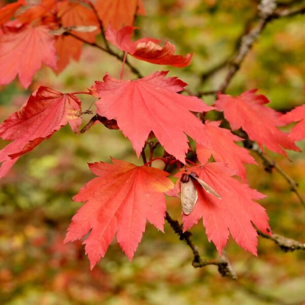 Autumn at Westonbirt Arboretum: A Review