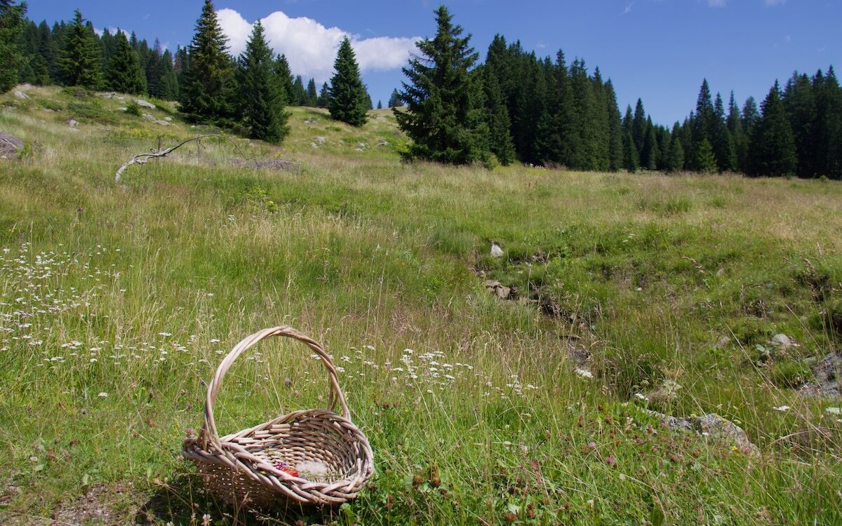 An Excerpt from my Diary: Foraging in the Dolomites