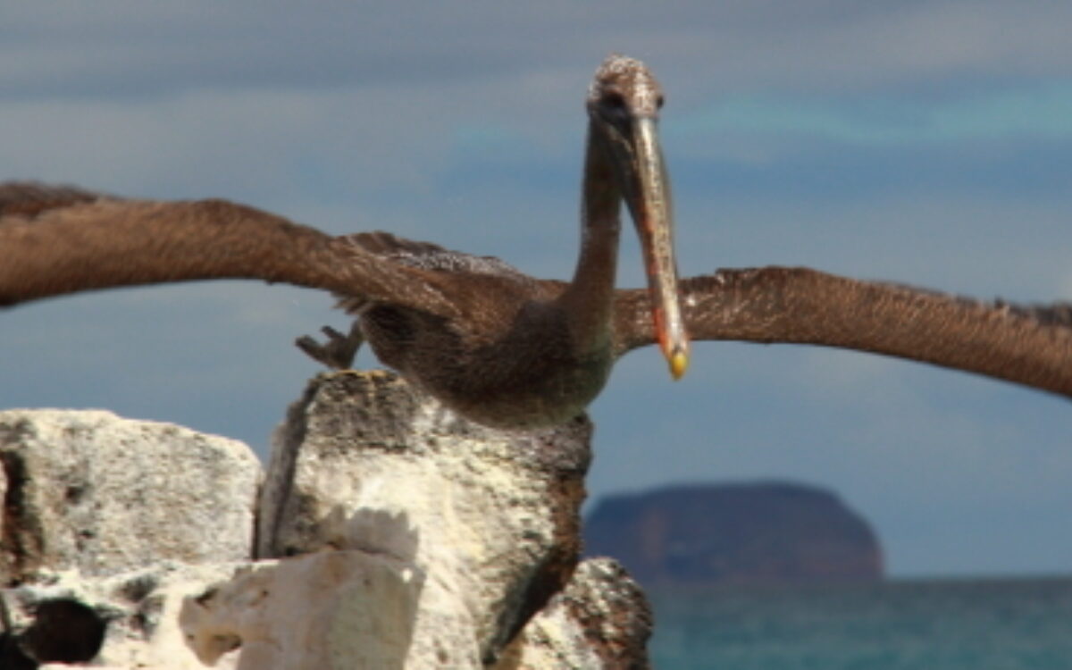 Galapagos Island Adventures