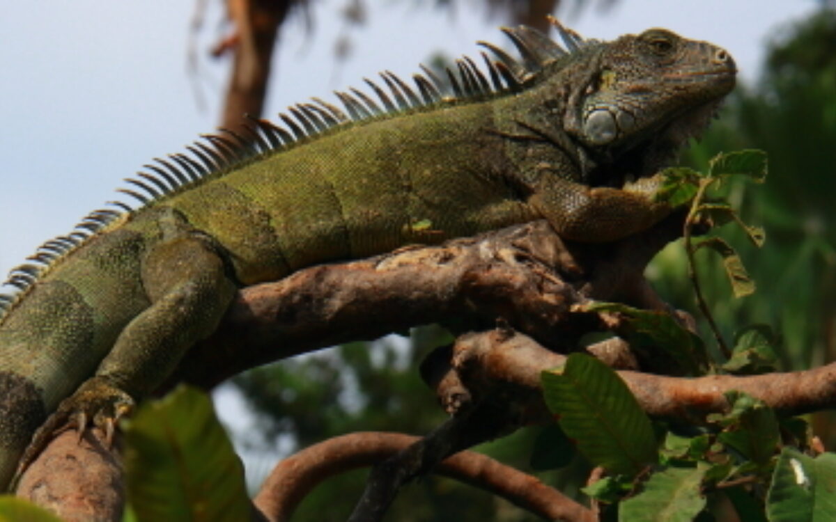 An Intrigue of Iguanas in Guayaquil, Ecuador