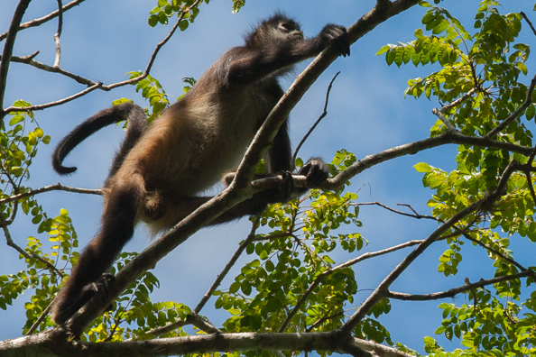 A curious monkey in the canopy of trees in Tikal Park in Guatemala
