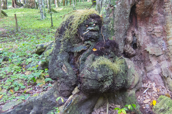 A natural work of art in the park surrounding Mayan temples at Topoxte in Guatemala