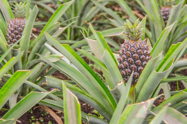 A. Arruda Pineapple Plantation on São Miguel in the Azores