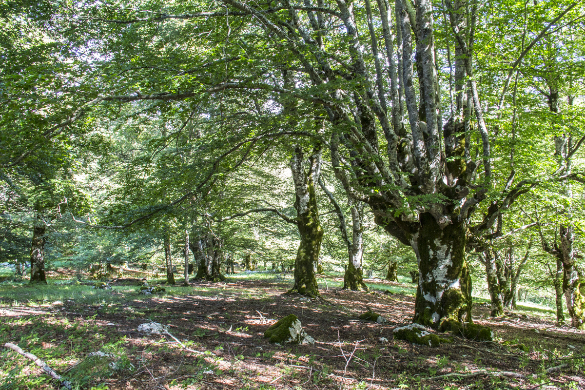 Ancient wood , Bosco della Difesa, in Abruzzo National Park, Abruzzo in Italy   0196