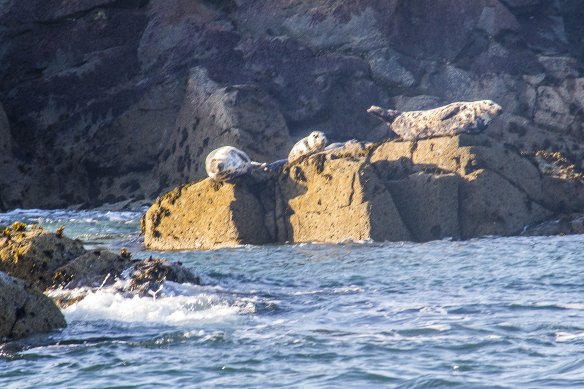 Basking seals on Ramsay Island, Pembrokehshire8867