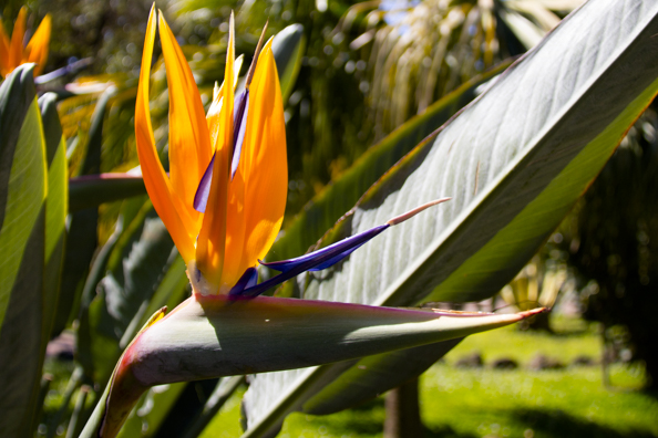 Bird of paradise plant in Villa Comunale in Salerno Italy