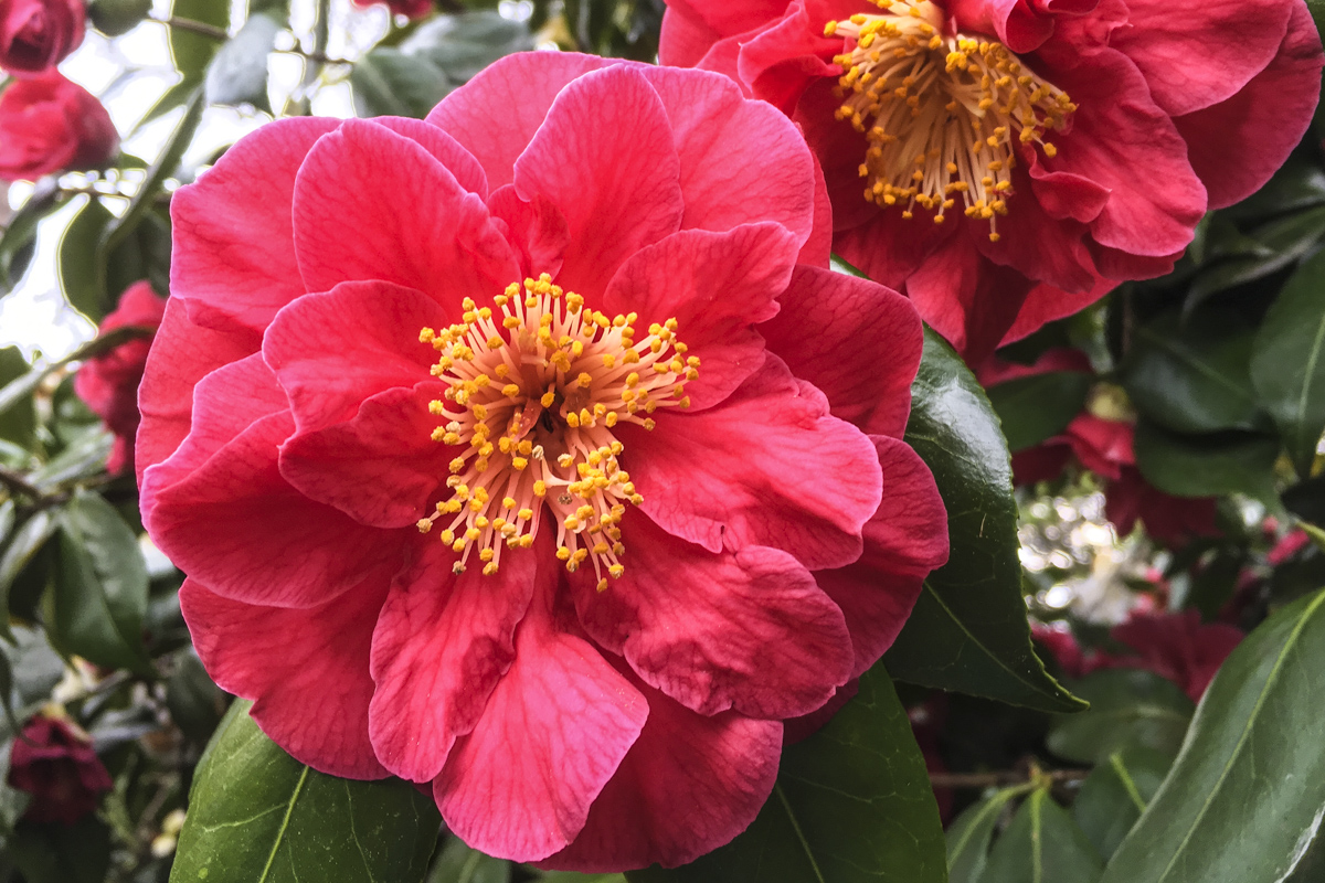 Camellias in Exbury Gardens in the New Forest Hampshire UK6099