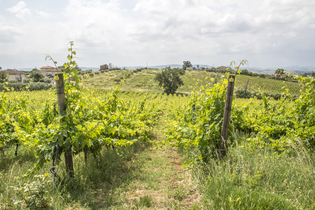 Cantina Rasicci, a Vineyard in Abruzzo, Italy 9273