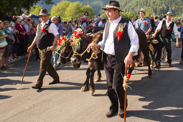 Cows being paraded through Pinzolo, Trentino in Italy