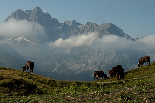 Cows grazing in an alpine meadow on Spinale in Madonna di Campiglio in Trentino Italy