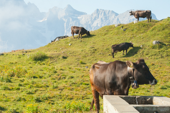 Cows grazing on Spinale in Madonna di Campiglio, Trentino in Italy