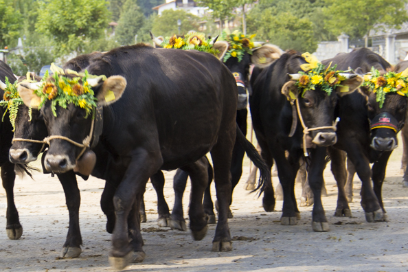 Cows on parade in Pinzolo, Trentino a region of Italy