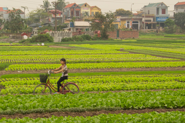 Cultivation in Vietnam