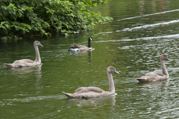 Cygnets on the lake at Kew Gardens in London