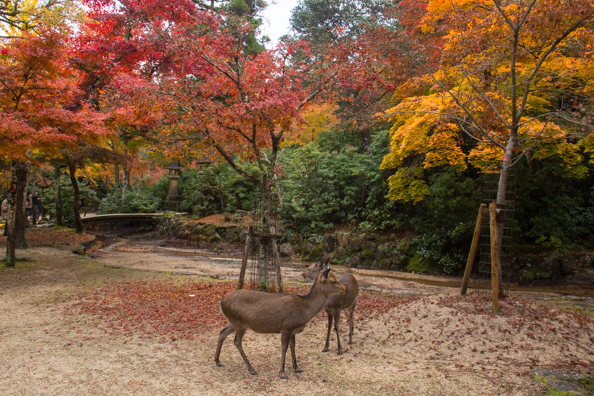 Deer in Momijidani Park on Miyajima  Island, Hiroshima in Japan