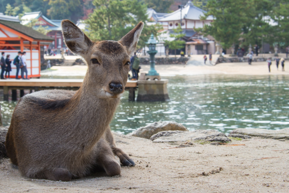 Deer on the waterfront of Miyajima Island in Japan