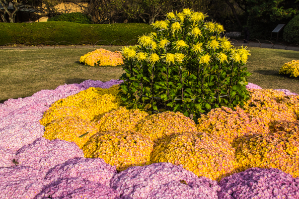 Display of chrysanthemums in Shinjuku Gyoen National Garden, Shinjuku suburb, Tokyo, Japan