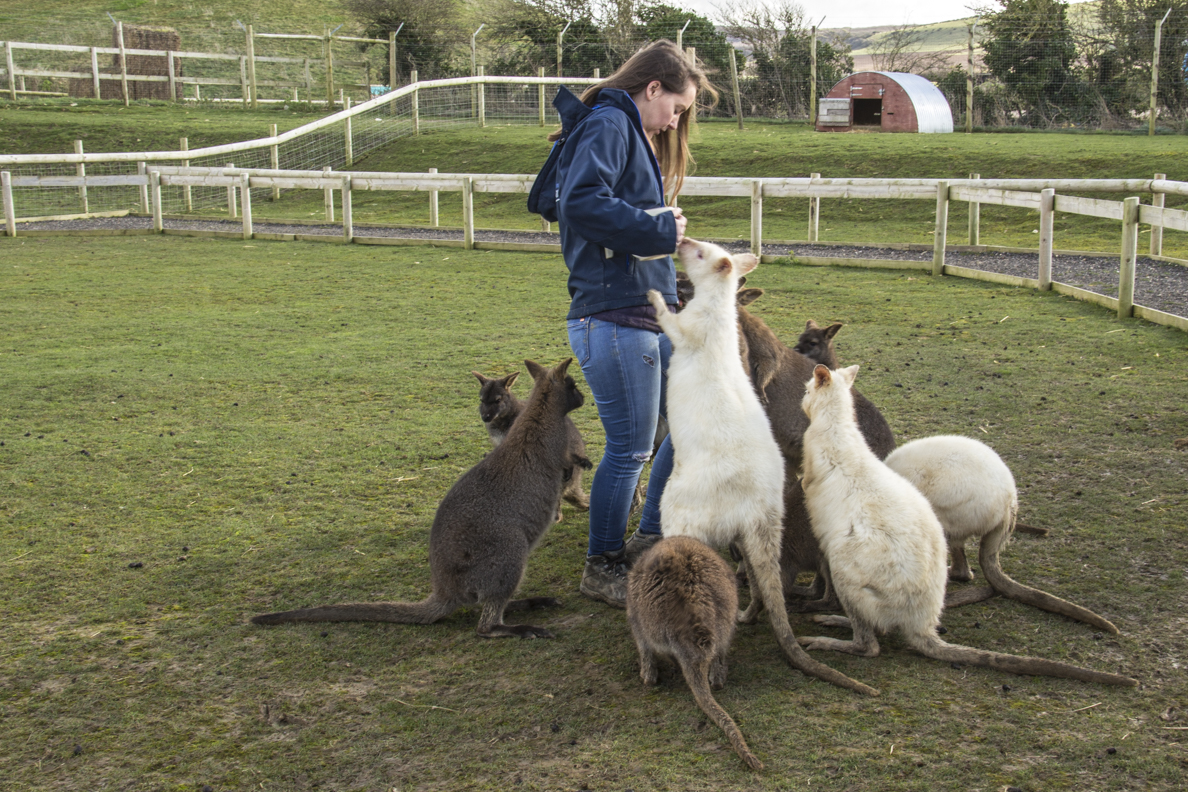 Feeding the wallabies at tapnell farm on the isle of wight england 3890