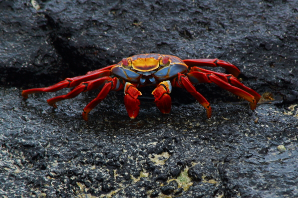 Sally Lightfoot Crab in the Galapagos Islands