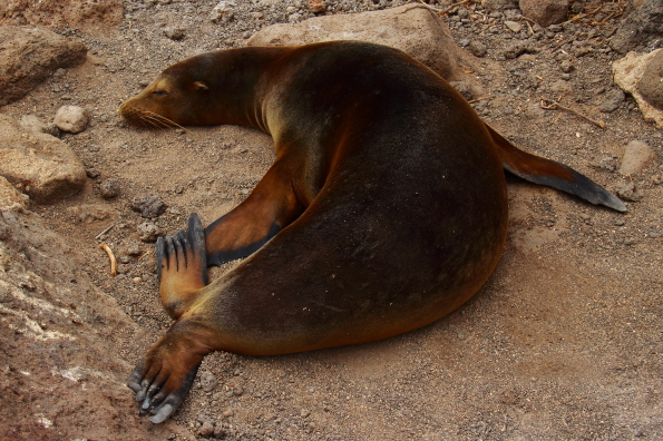 An adult sea lion slumbers peacefully on the rocks of North Seymour Island in the Galapagos Archipelago