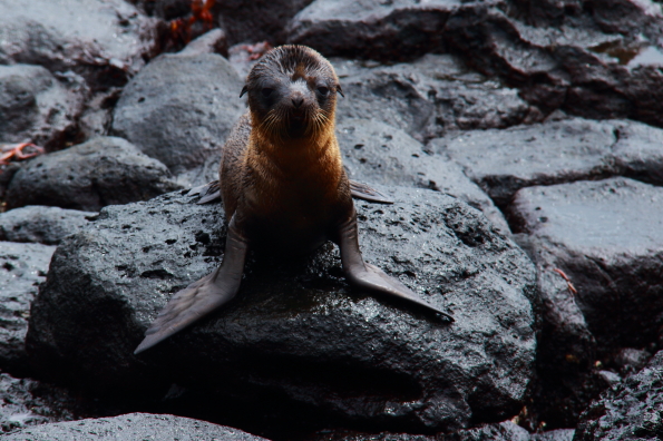 An inquisitive baby sea lion on North Seymour Island in the Galapagos Islands