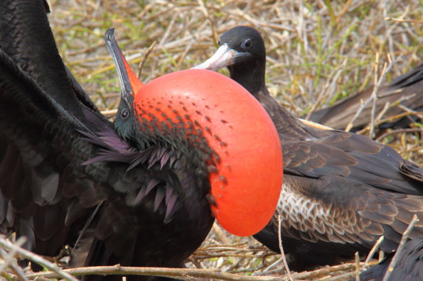 A male frigate bird doing its best to attract a female on North Seymour Island in the Galapagos Islands
