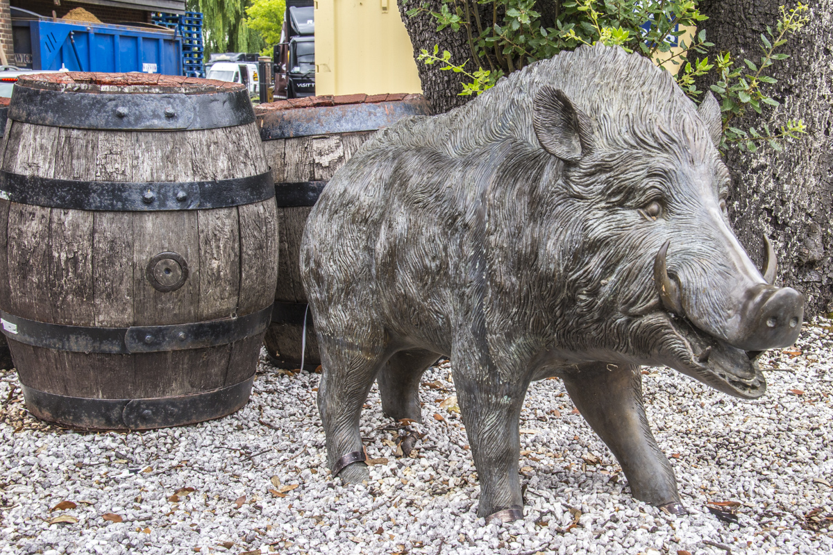 Hampshire Hog in the yard of the Ringwood Brewery in Ringwood, New Forest, UK2127