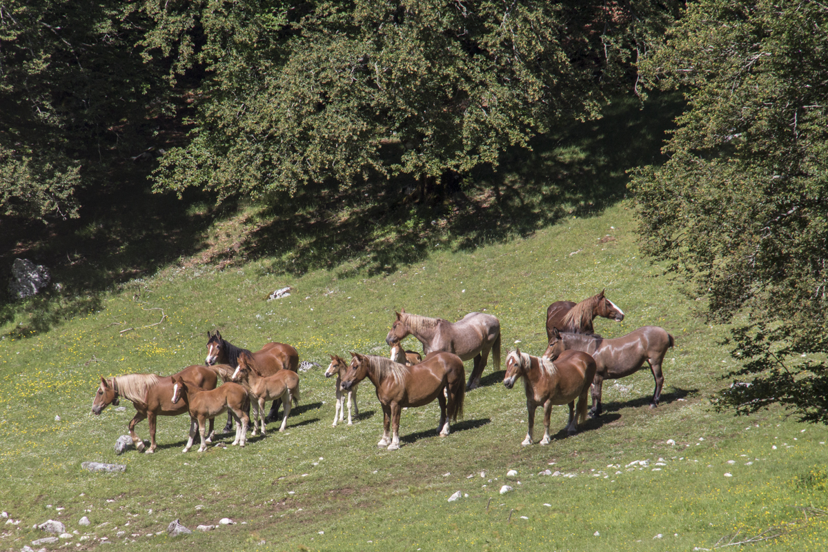 Herd of horses in Parco Naturale di Abruzzo, Pescasseroli, Abruzzo, Italy 0191