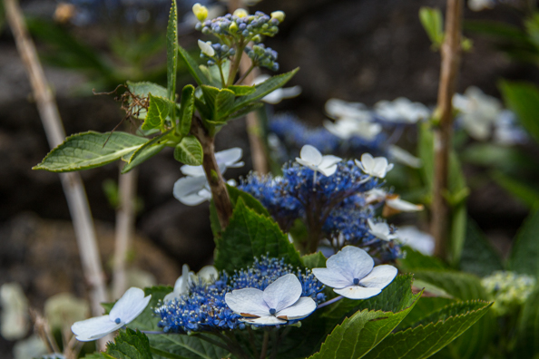 Hydrangea Villosa  growing wild on the island of São Miguel in the Azores