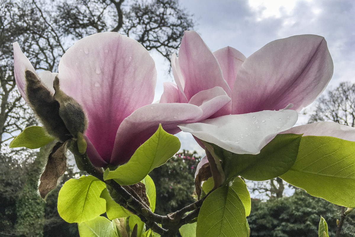 Magnolia at Exbury Gardens in the New Forest, Hampshire , UK 6081