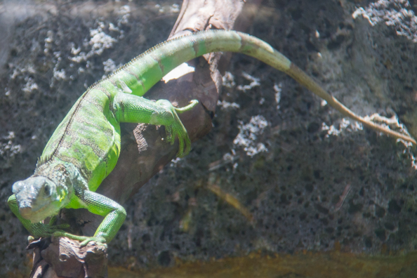 Mauritian green gecko at Vanille Reserve des Mascereignes on Mauritius