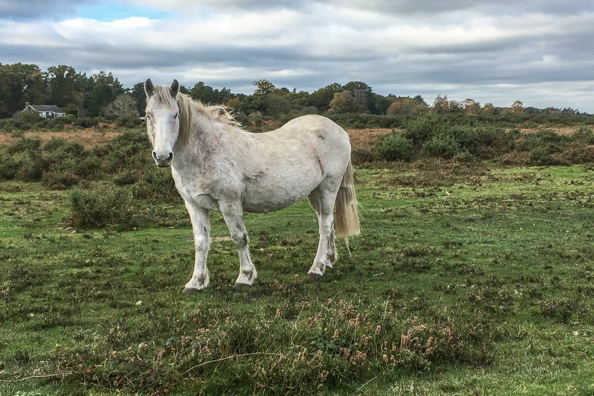 New Forest pony in the New Forest, Hampshire