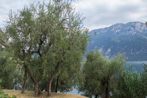 Olive trees growing in Limone on Lake Garda, Italy