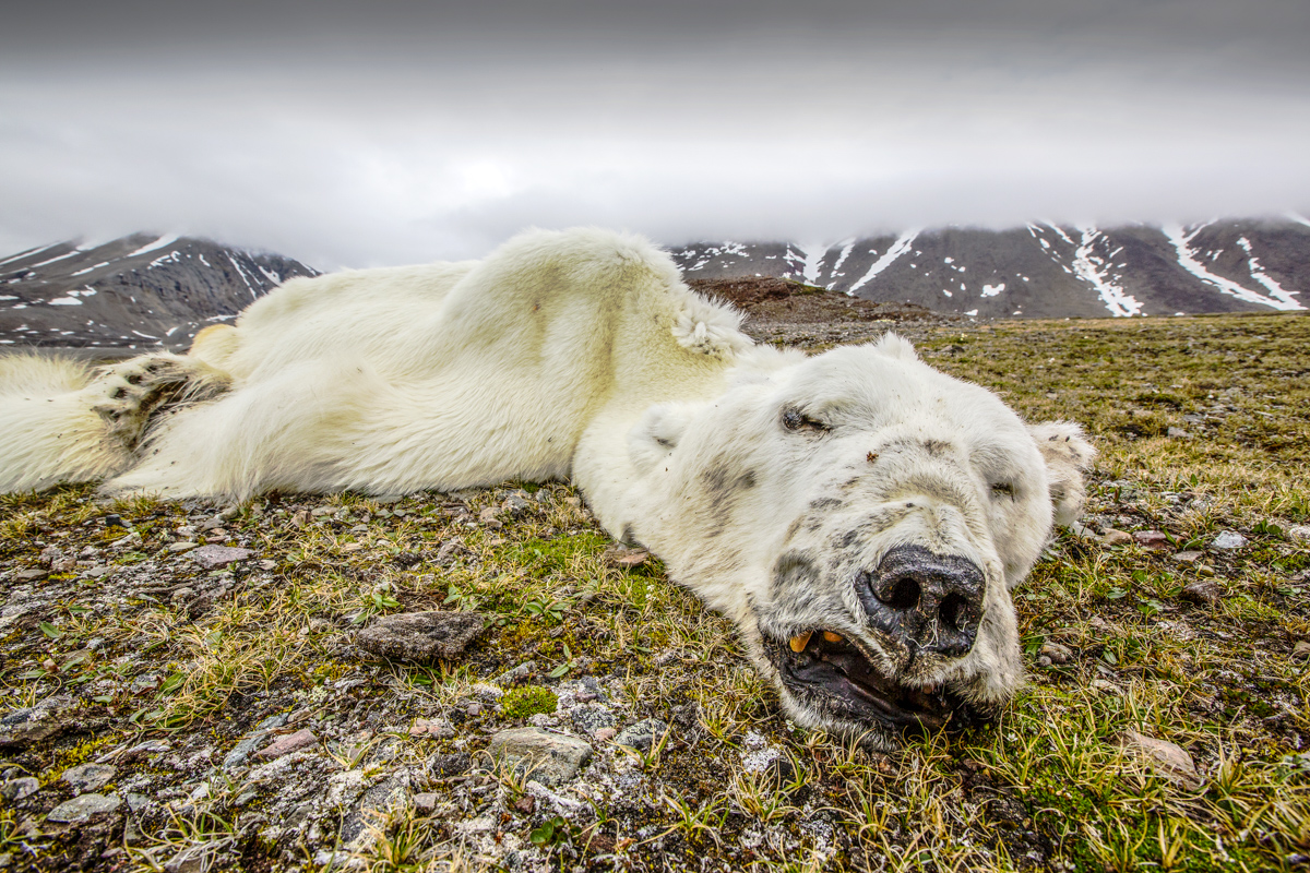Polar Bear Reduced to Skin and Bones