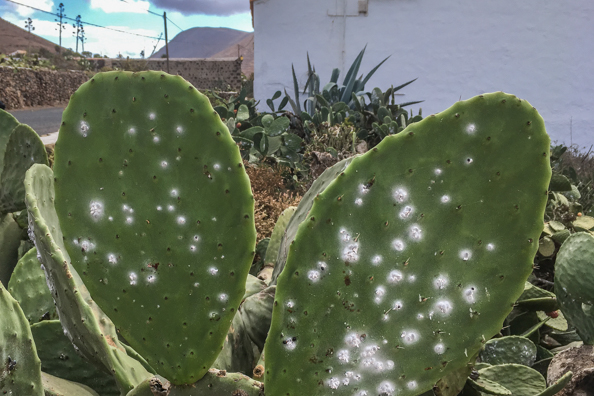 Prickly pears covered in Cochineal beetles on Fuerteventura