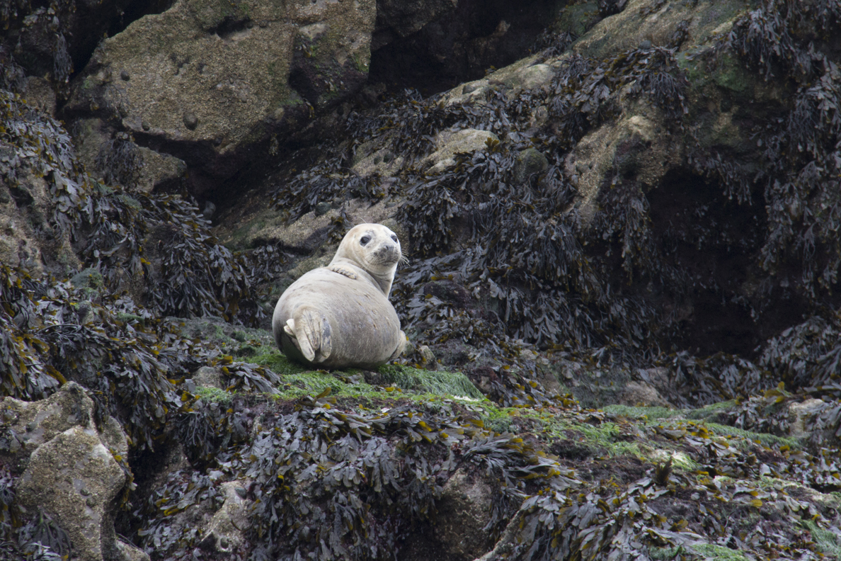 Seal on Caldey Island off Tenby Pembrokeshire, Wales  6356
