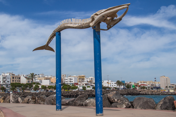 Skeleton of a Bryde's Whale on the seafront of Puerto del Rosario on Fuerteventura in the Canary Islands