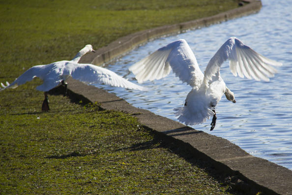 Swans taking off  in Verulamium Park St Albans