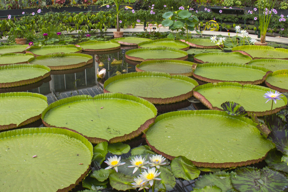 The giant pads of the Victoria cruziana in the water lily house at Kew Gardens in London