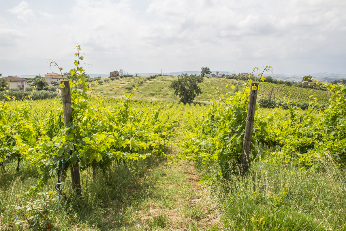 Vines growing in Val Vibrata in Abruzzo, italy  9273