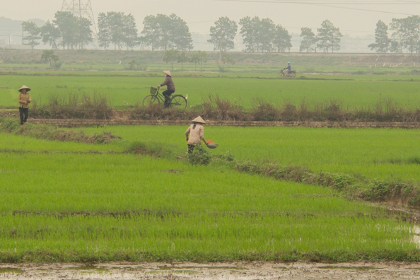 Working in the paddy fields in Vietnam